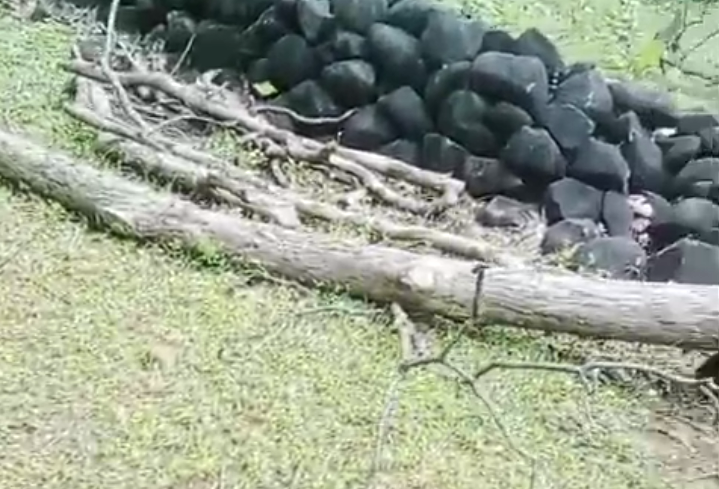 खातेगाँव : बीट क्र. पुरोनि में अवैध लकड़ी कटाई का मामला उजागर