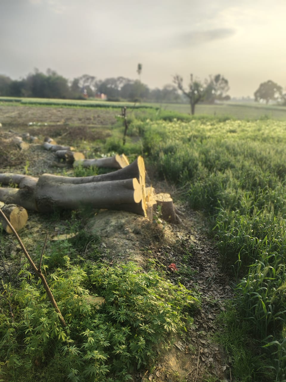 अलीगंज के खरसुलिया गढ़ी में हरे पेड़ों की कटाई, थानाध्यक्ष बोले– वन विभाग में कराएं शिकायत