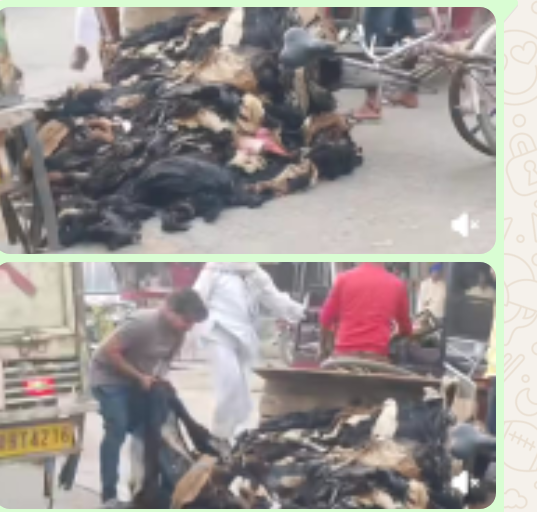 पलटी बकरे की खालों से लदी ठेली, पुलिस प्रशासन के दावों की खुली पोल