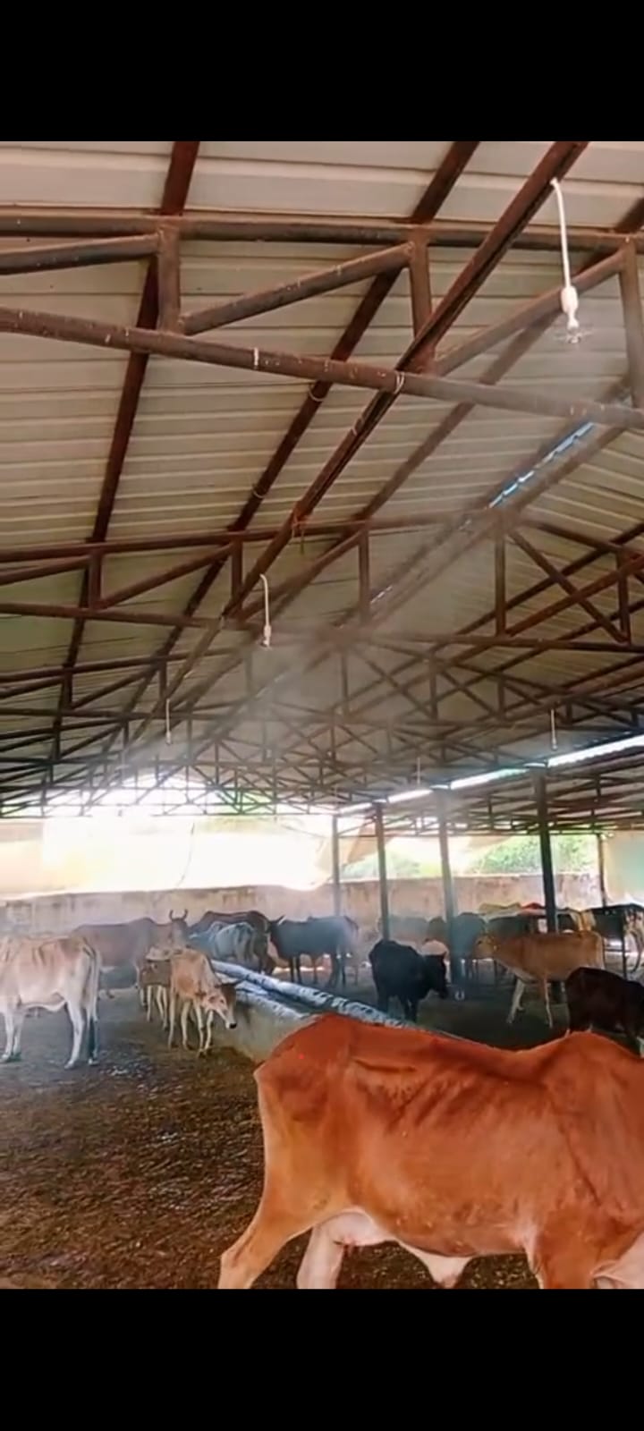 गर्मी से राहत देने के लिए गौशालाओं में शुरू कराई गई विशेष व्यवस्था