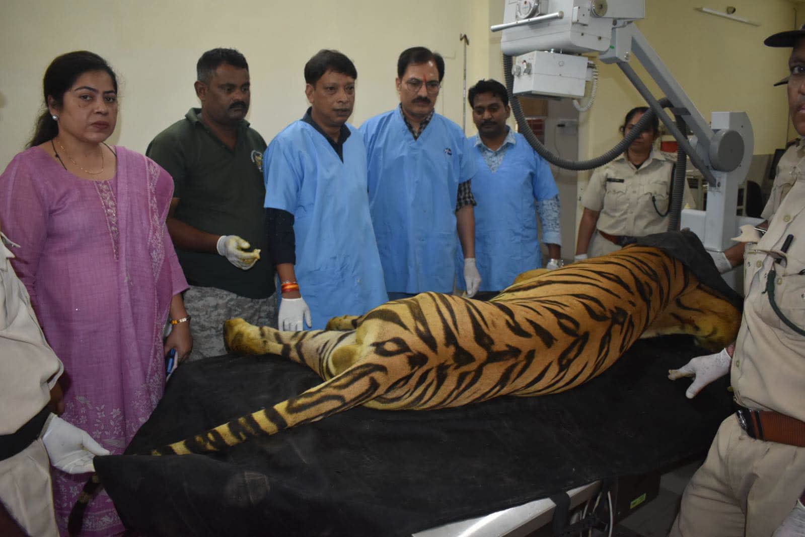 खिवनी अभयारण्य के घायल बाघ 'युवराज' का वन विहार में इलाज जारी, दोनों अगले पंजों में फ्रैक्चर