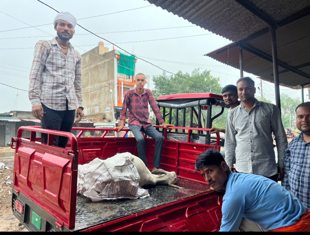 दतिया भगुवारामपुरा पंचायत में बीमार गौमाता का गौ सेवा समिति ने कराया उपचार, पशु चिकित्सक ने दी चिकित्सा
